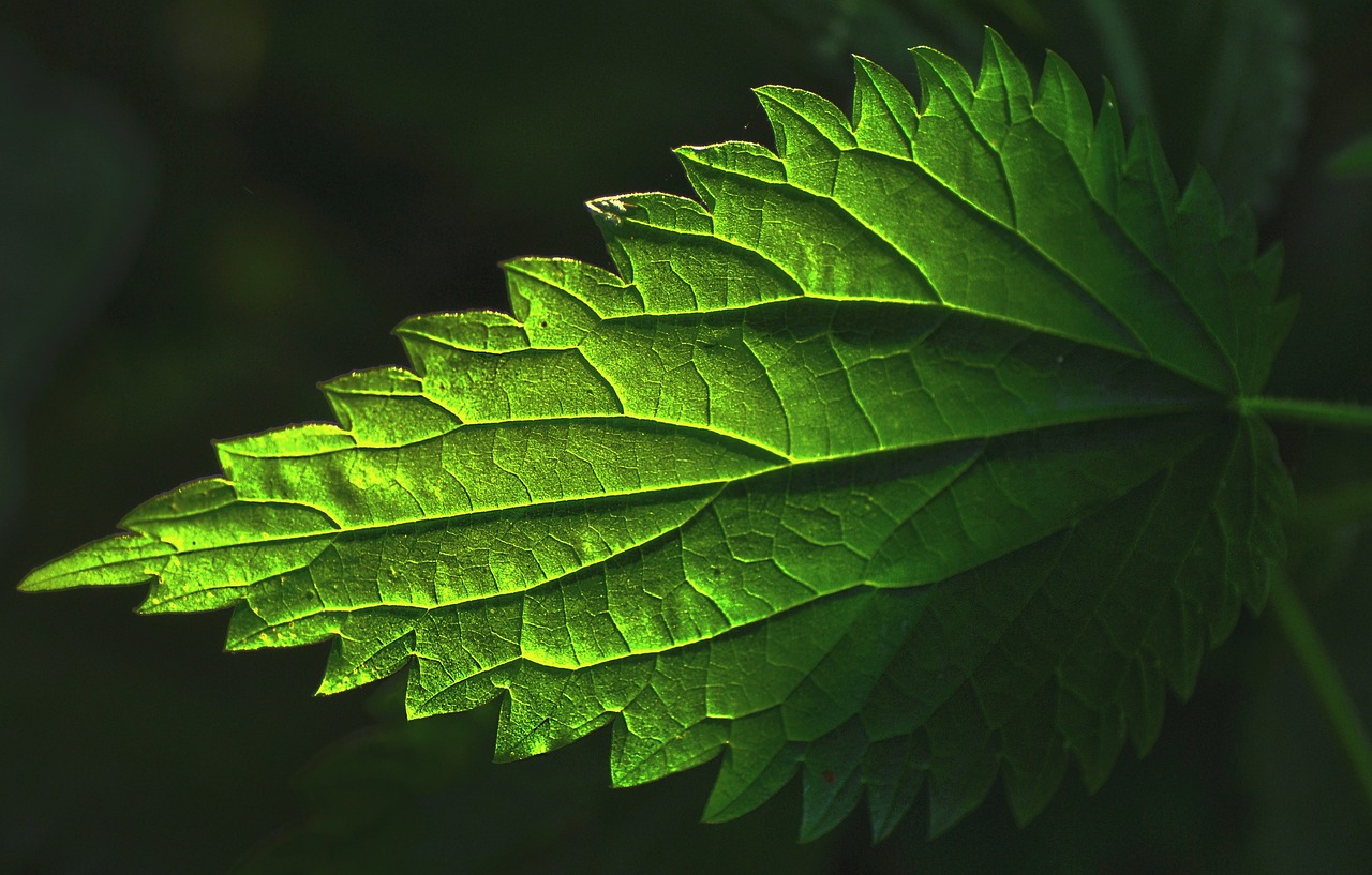 ¿Qué enfermedades cura la ortiga verde?