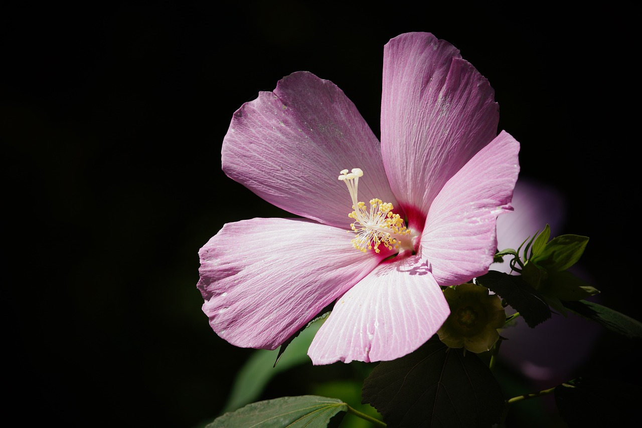 ¿Qué es la flor de hibisco y para qué sirve?