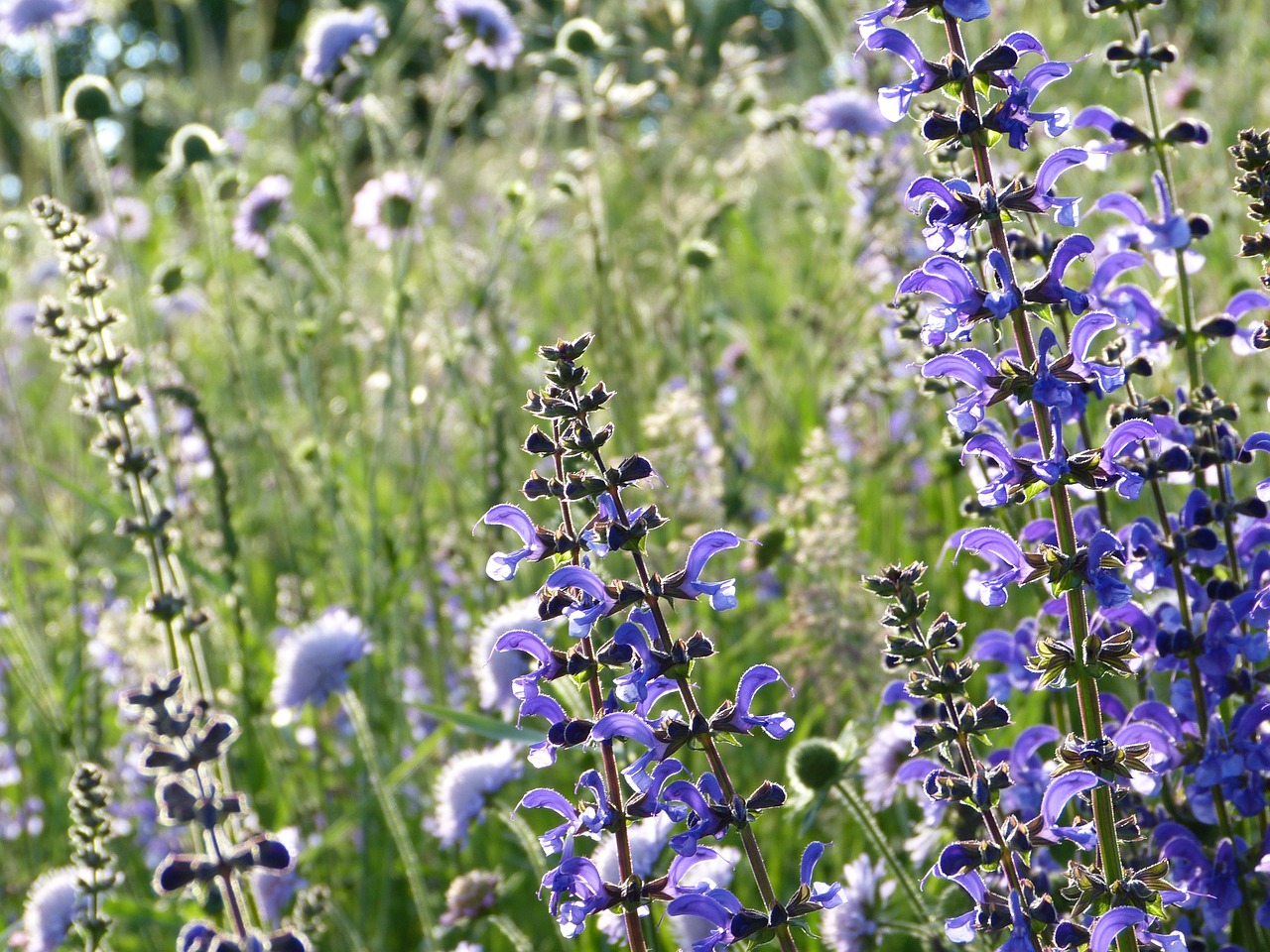 ¿Qué es la salvia y dónde se consigue?