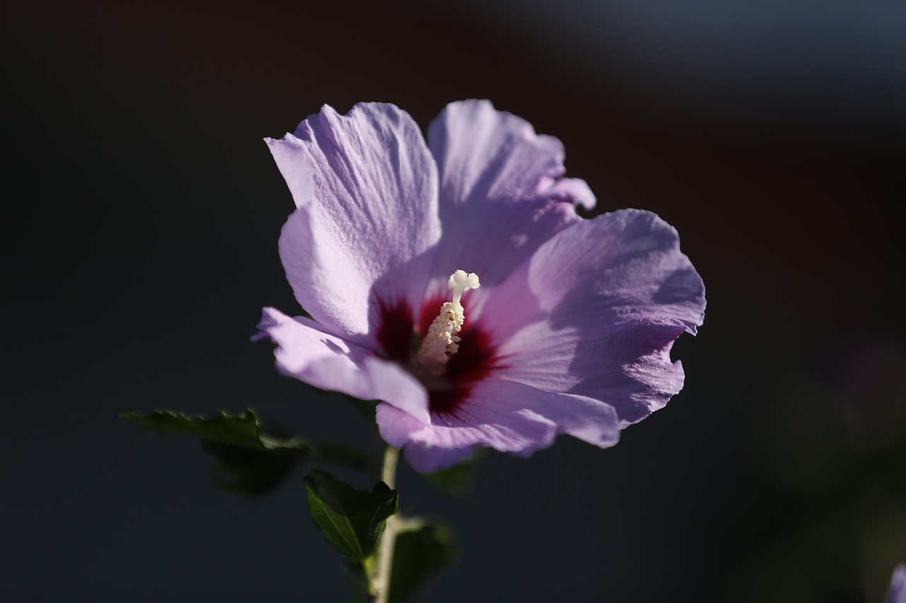 ¿Qué hace el hibisco en la piel?