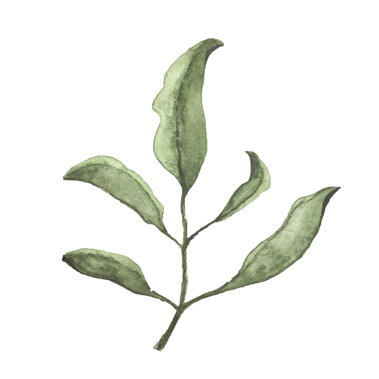 ¿Dónde hay planta de eucalipto?
