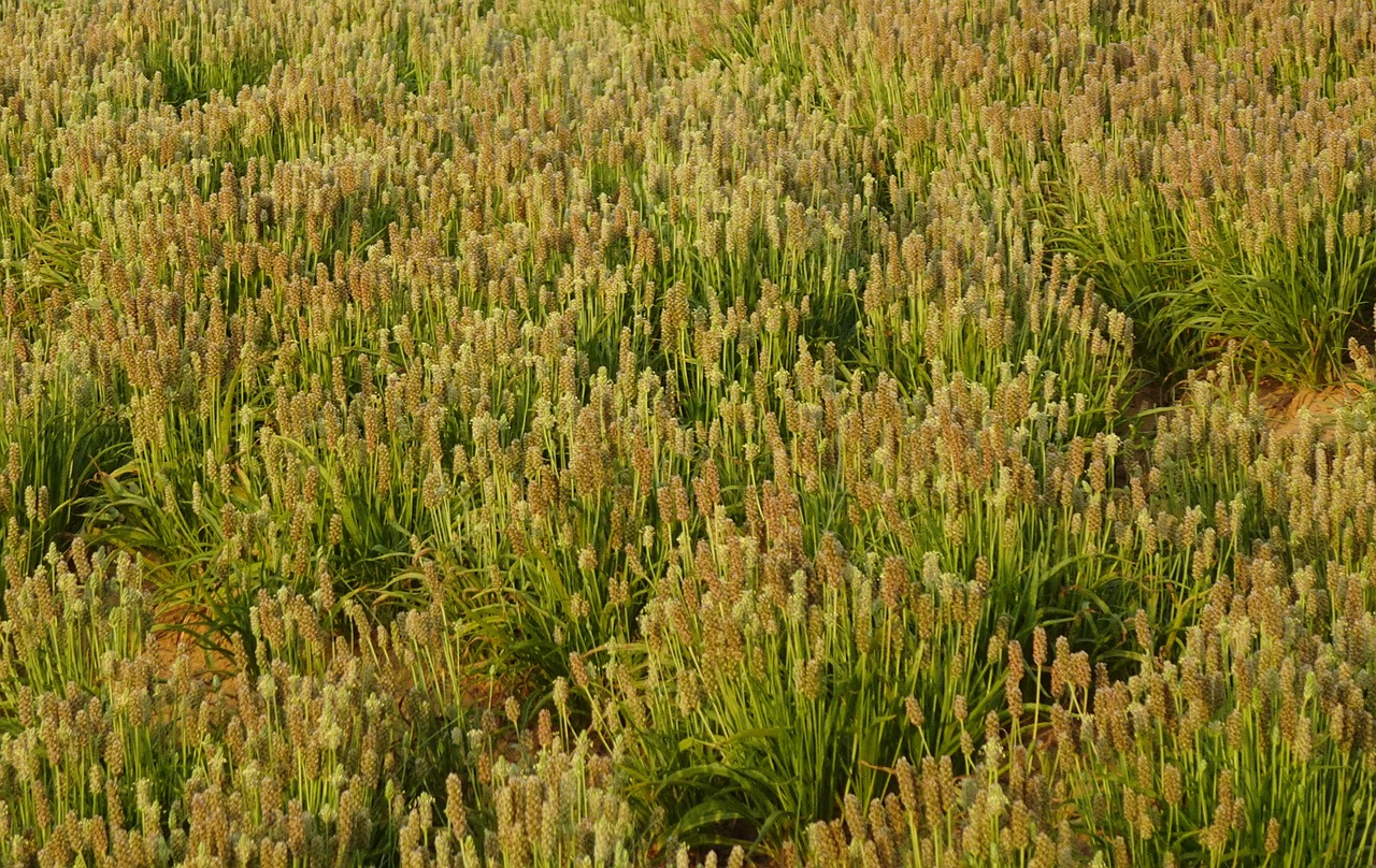 ¿Cómo se llama el psyllium en español?