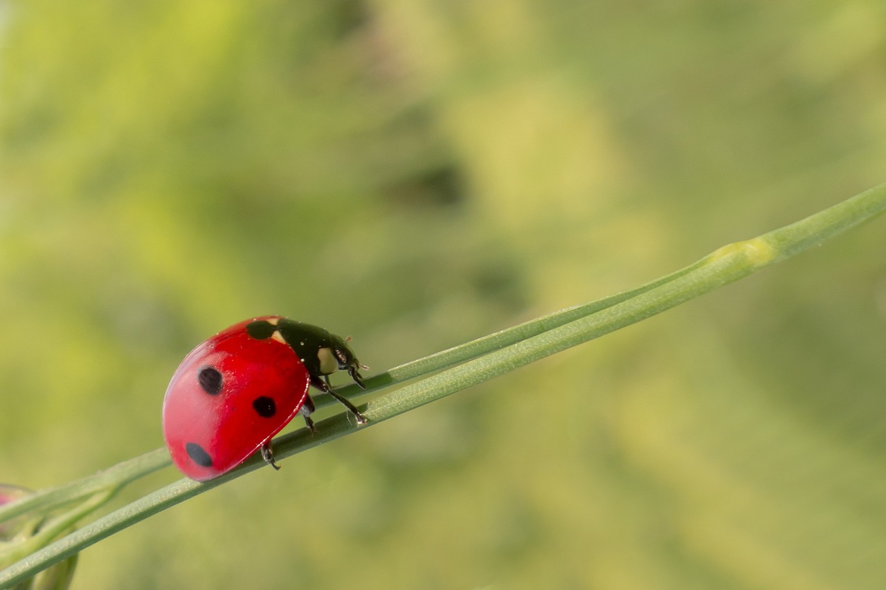 ¿Qué es la ortiga verde y para qué sirve?