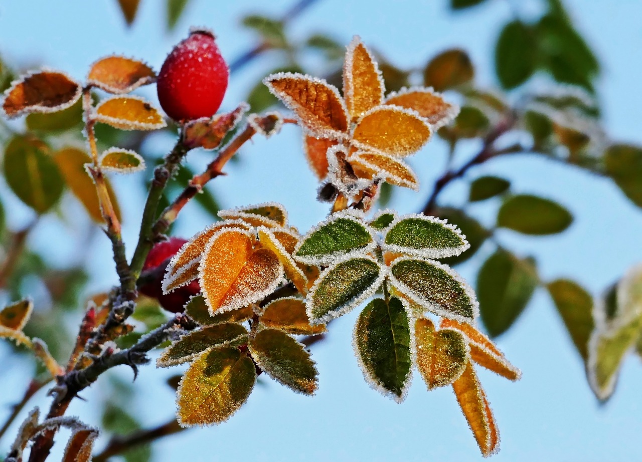 ¿Qué fruta escarchada?