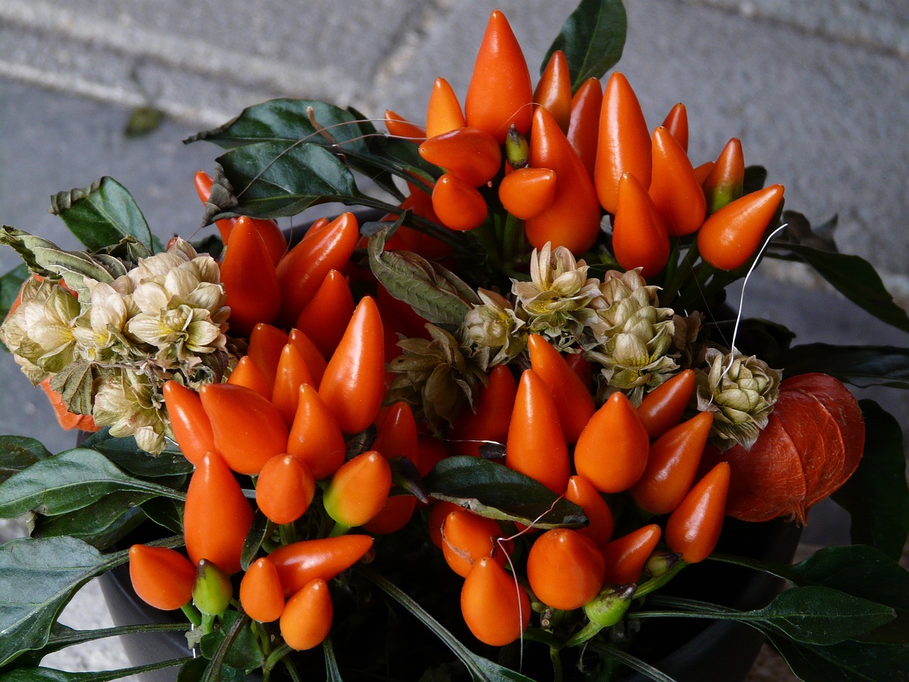 ¿Cómo se llama el peperoncino en España?